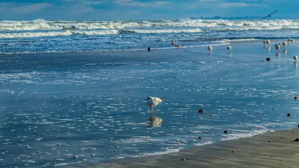 Martılar denizin üzerinde uçuyor.