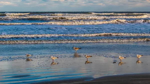 Deniz kıyısındaki martılar