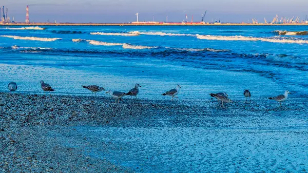 Bir sürü martısı olan güzel bir sahil.