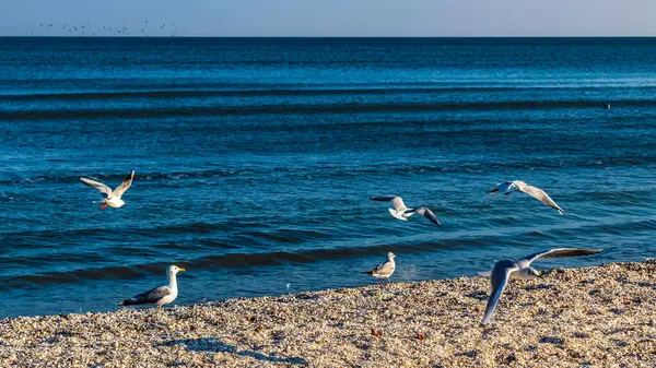 Deniz kıyısındaki martılar