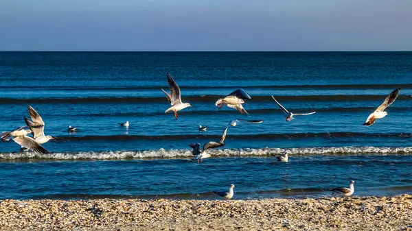 Kumsalın üzerinde uçan martı sürüsü.