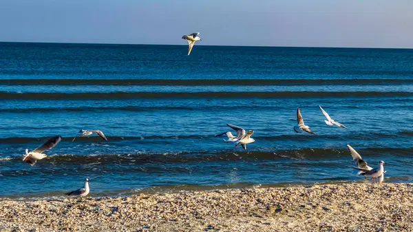Martılar denizde uçuyor.