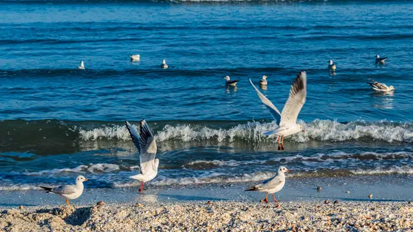 Martı denizde uçuyor.