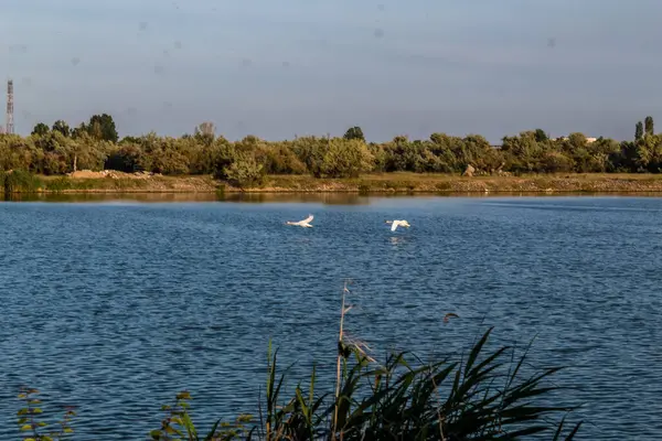 Nehirdeki beyaz kuğular.