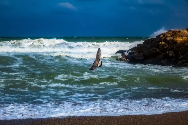 Sahilde güzel bir kuş görüntüsü.
