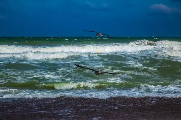 denizin uçan martıları.