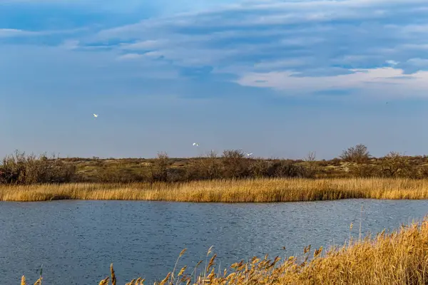 Göl, ağaçlar ve bitkilerle manzara