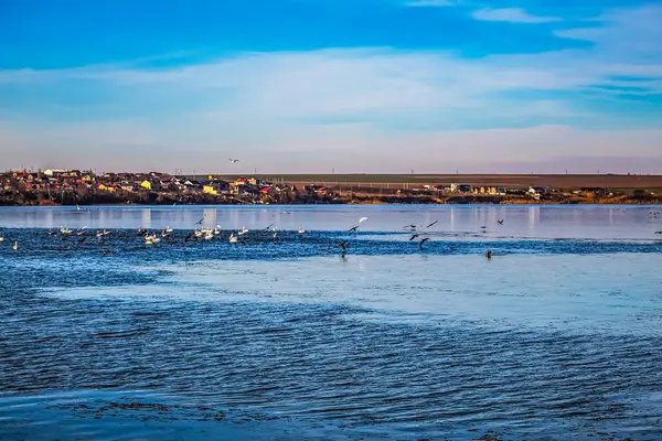 Akşam ışığında kumsalda martılar