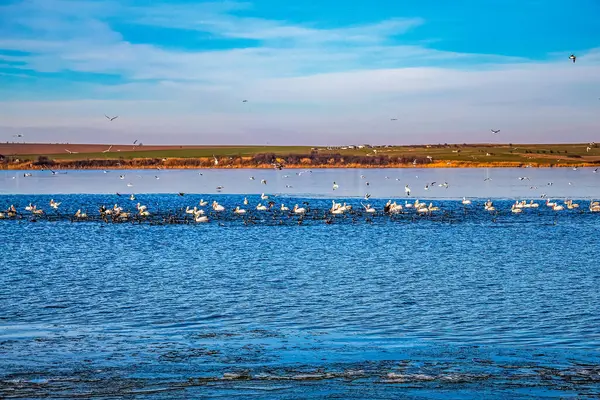 Gölde martı sürüsü
