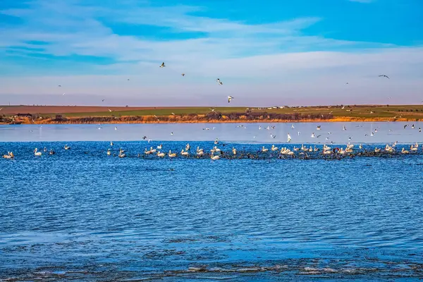 Gün batımında martılar denizde uçuyor.