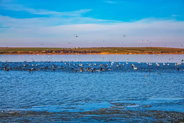 Gökyüzündeki kuş sürüsü