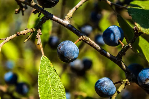 Olgun siyah erikler dalda