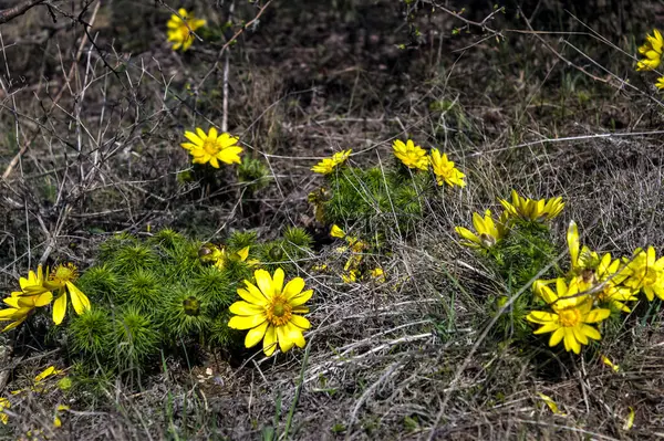 Ormanda sarı çiçekler