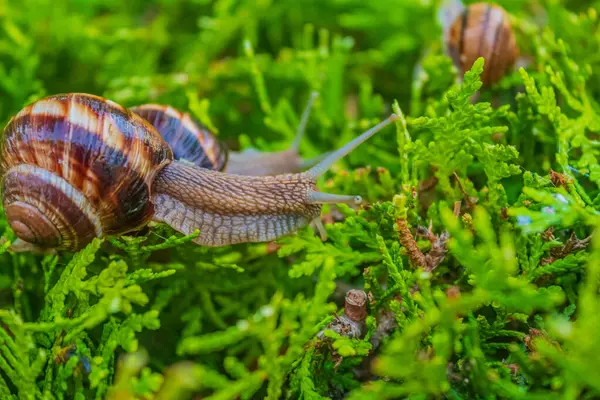 Yosun tutmuş salyangozlar