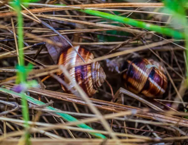 Bahçedeki çimlerde salyangoz.
