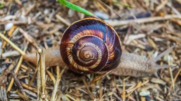 Çimlerdeki salyangoz