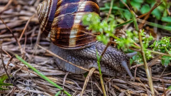 Bahçedeki salyangoz