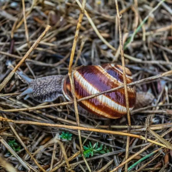Kahverengi salyangoz çimlerde