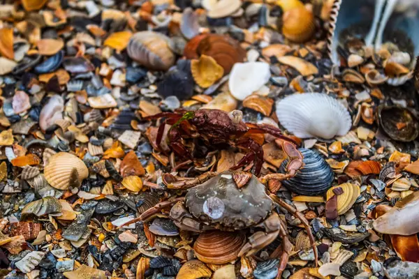 Kumsalda deniz kabukları, deniz kabukları, yengeç ve deniz kabukları