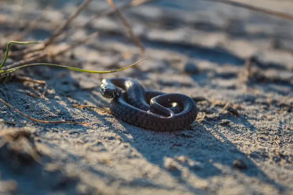 Bir kertenkelenin yakın çekimi.