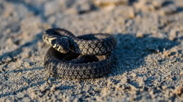 Doğadaki kara yılana yakın.