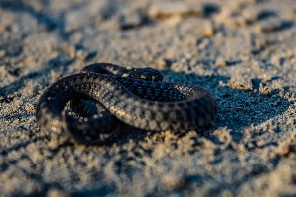 Kara kertenkelenin kuma yakın çekimi. Kertenkele, 10-2 yılının bir sembolüdür..