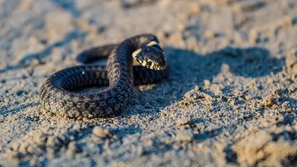 Yılan yılanı yerde. Vahşi doğada yılana yakın