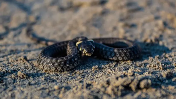 Yılan yerde, vahşi doğada