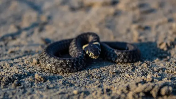 Kum üzerinde kara piton yılanı. Yılan, yılandaki büyük bir yılan türüdür..
