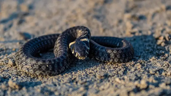 Hayvanlar, Hayvanlar, Doğa, Üra, Doğu Avrupa, Romanya