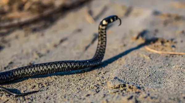 Kumdaki kara yılana yaklaş.