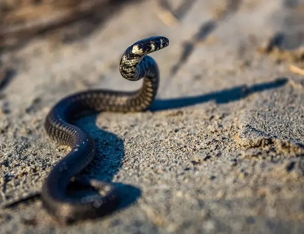 Siyah yılanı kapat, yerdeki siyah kumu.