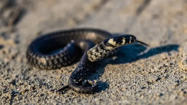 Kumsaldaki kumda bir yılan