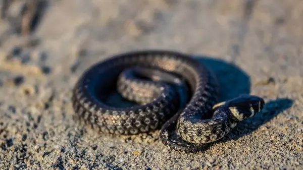 Kumda kara yılan