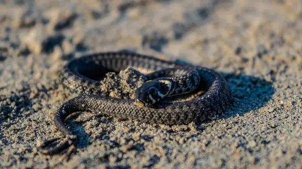 Kumdaki siyah kum yılanına yaklaş