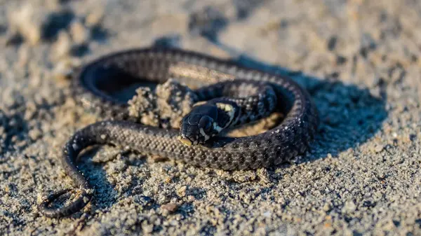 Yerdeki bir yılanın yakın plan fotoğrafı.