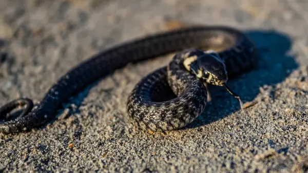Ağzında siyah lekeler olan bir yılanı yakından çek. Yılan yerde yatıyor..