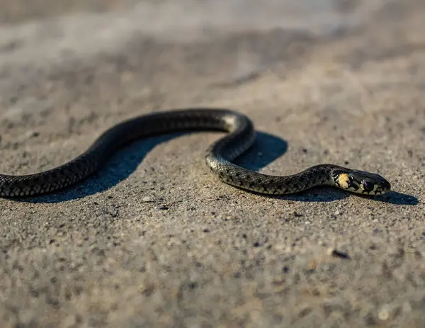Bir kayanın üzerindeki yılana yaklaş. Doğadaki yılan..