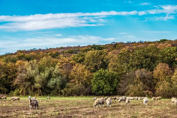 Sonbahar ormanında koyun.