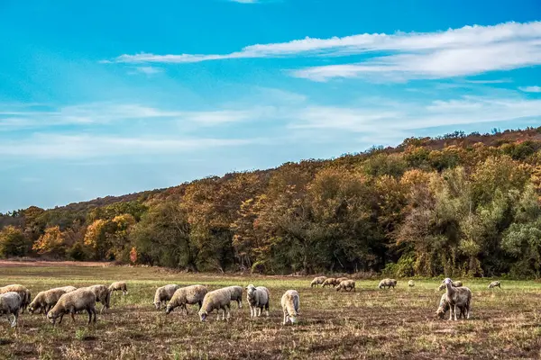 Çayır koyun sürüsü