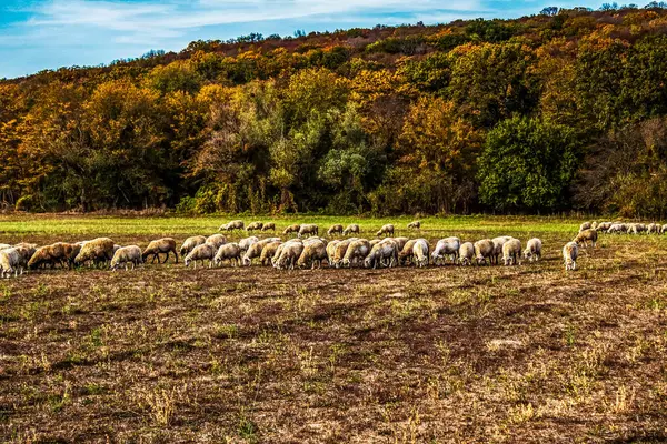 Koyun ve inekler çayırda otluyor..