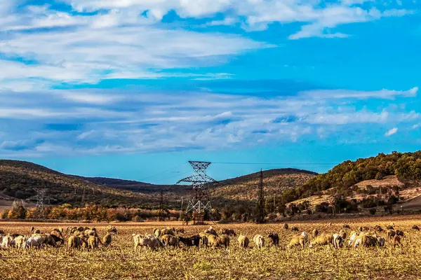 Yeşil otlu güzel bir koyun resmi.