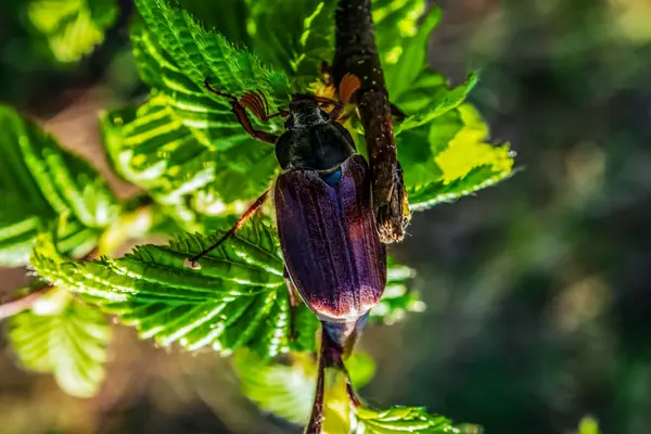 Bir çiçeğin üzerindeki arıya yaklaş.