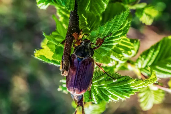 Yeşil yaprakların üzerinde uç. makro fotoğrafçılık, doğa geçmişi.