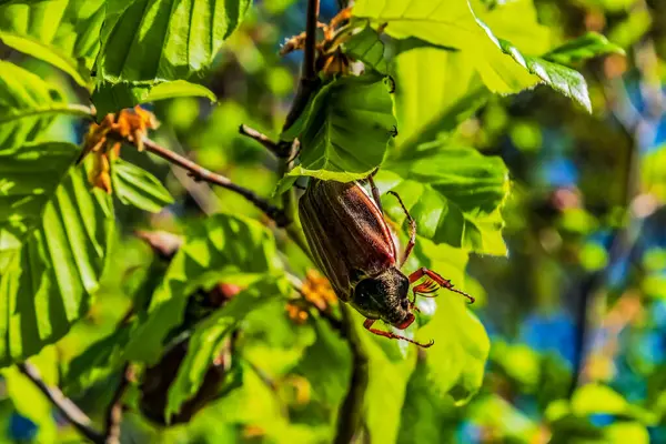 Büyük kırmızı kanatlı bir böcek yeşil ormandaki bir ağaç dalında oturuyor.