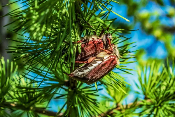 Yeşil çam dallı güzel doğa kompozisyonu