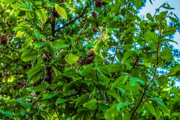 bahçede ağaç yeşil yaprakları