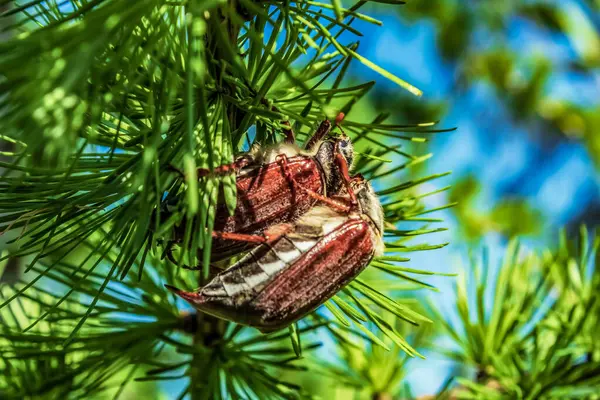 Bir dalda çam kozalağı