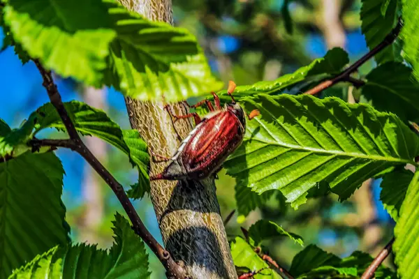 Kestane kestanesi ağaçta