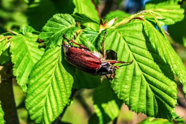 Yaprağın üzerindeki kırmızı böcek..